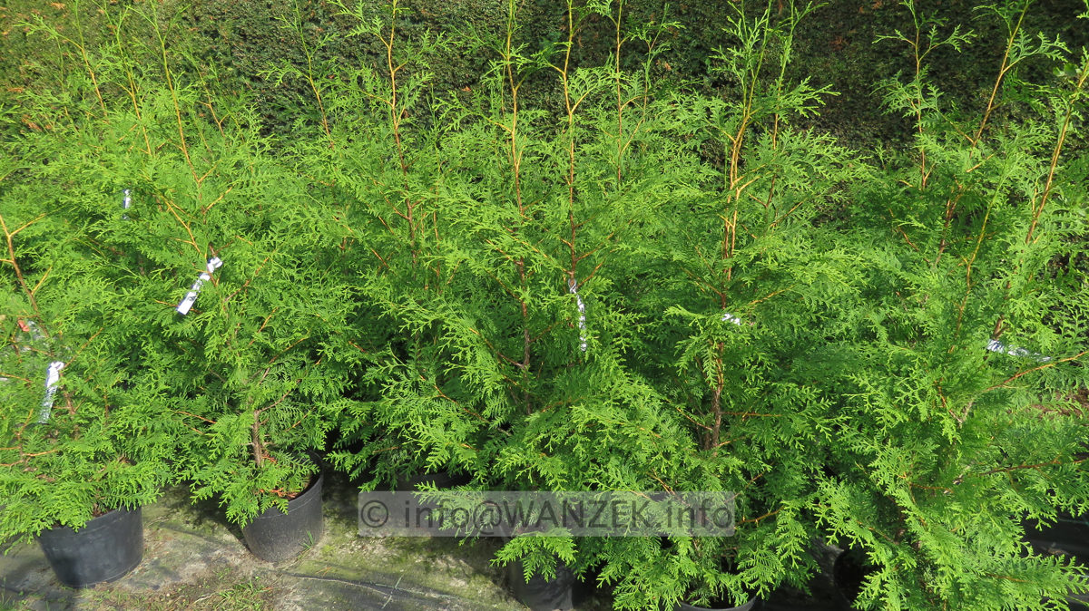 Thuja occidentalis Brabant 1,5m leichte Qualitaet im Co 02.JPG